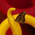 Art, meet Butterfly